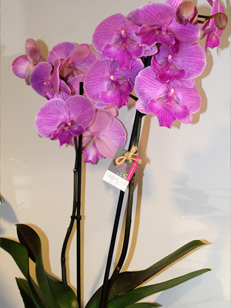3 - Orchidée 26.90.jpg